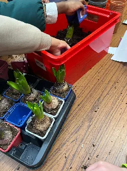 Planting bulbs